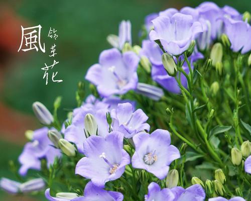 各种草开的花语有哪些？它们各自代表什么？
