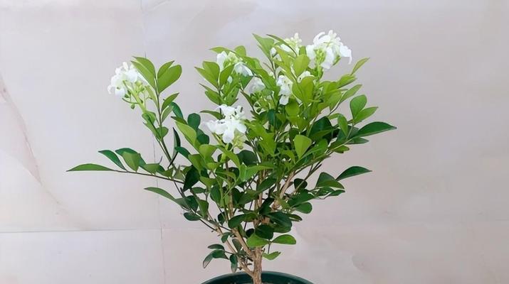 黄金花的花语和寓意是什么？适合什么场合？