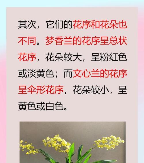 对兰的花语大全有哪些？它们各自代表什么？