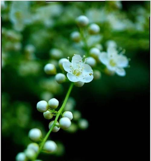 花语似珠是什么意思？它象征着什么？