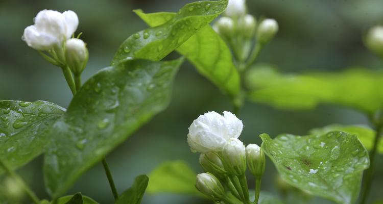 花语似珠是什么意思？它象征着什么？