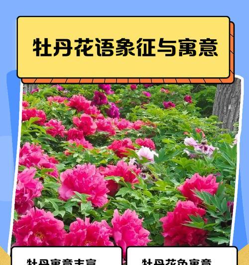 黄牡丹花语寓意是什么？