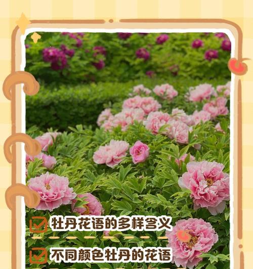 黄牡丹花语寓意是什么？