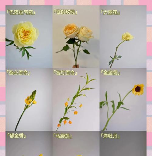 黄牡丹花语寓意是什么？