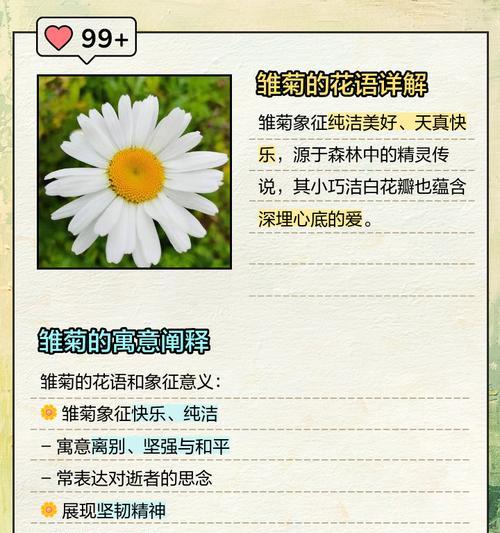 阴阳小雏菊的花语寓意是什么？