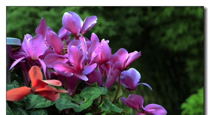 仙鹤来花的花语代表了什么？