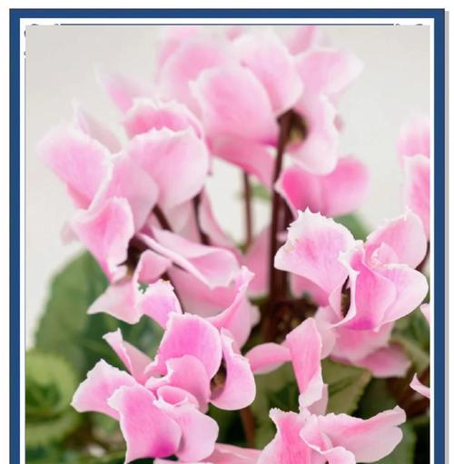 仙鹤来花的花语代表了什么？