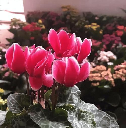 仙鹤来花的花语代表了什么？