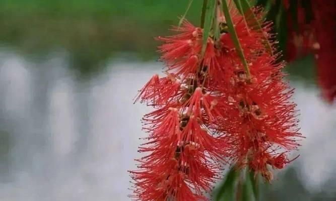 千层梅的花语含义是什么？