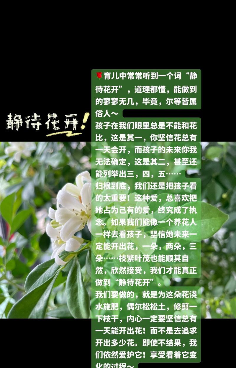 千层梅的花语含义是什么？