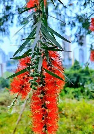 千层梅的花语含义是什么？