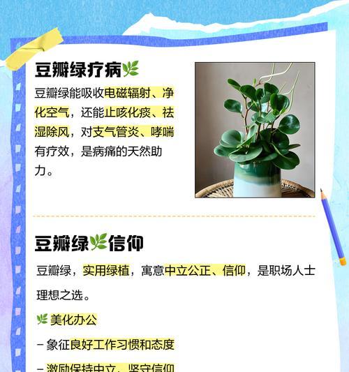 豆瓣绿椒草的花语有何特别之处？