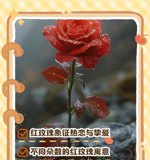 玫瑰花语背后有哪些传说故事？