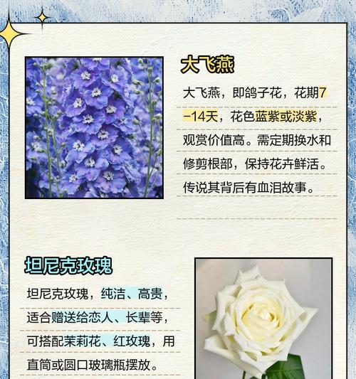 玫瑰花语背后有哪些传说故事？