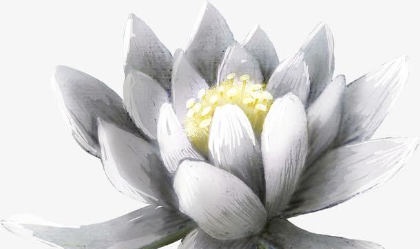 白色莲花的花语有何深意？