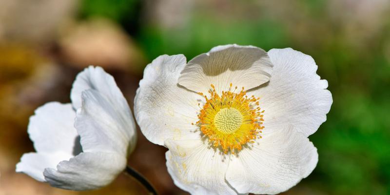 白色莲花的花语有何深意？