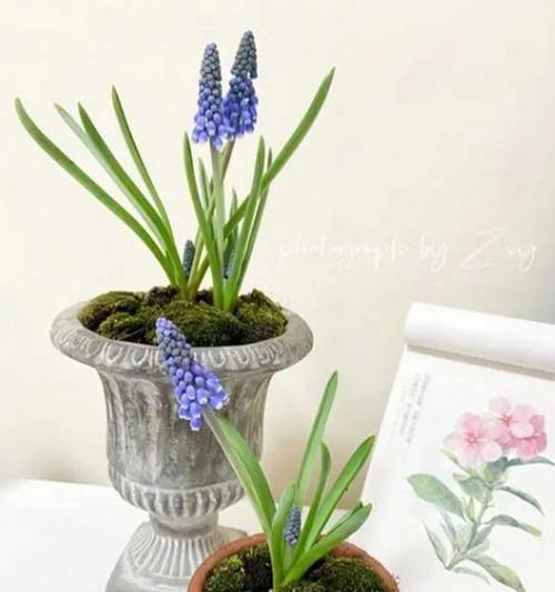 风信子不同颜色的花语分别是什么？