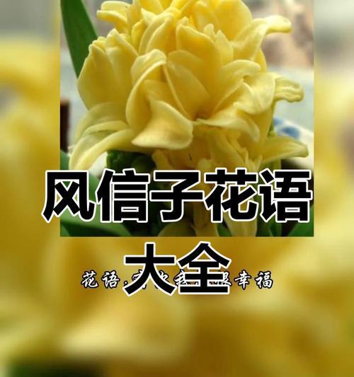 风信子不同颜色的花语分别是什么？