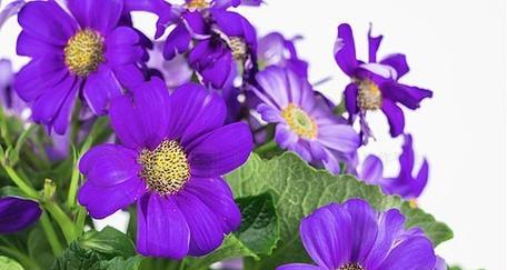 紫色小邹菊的花语寓意是什么？