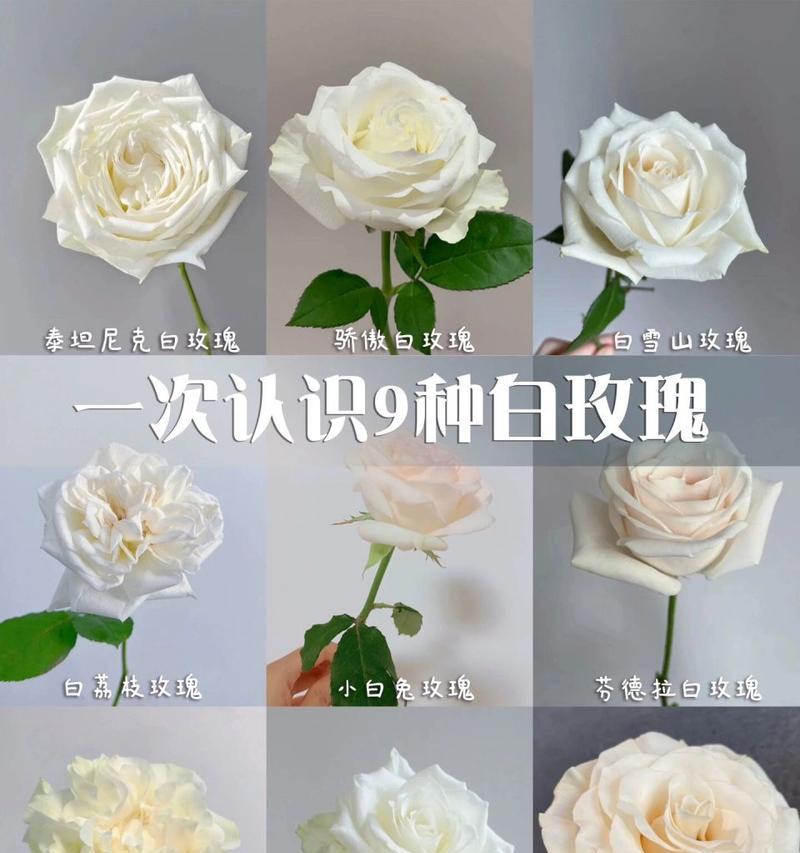 米白玫瑰的花语有何独特之处？