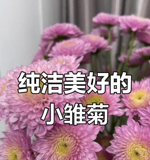 小雏菊的花语用韩文怎么说？
