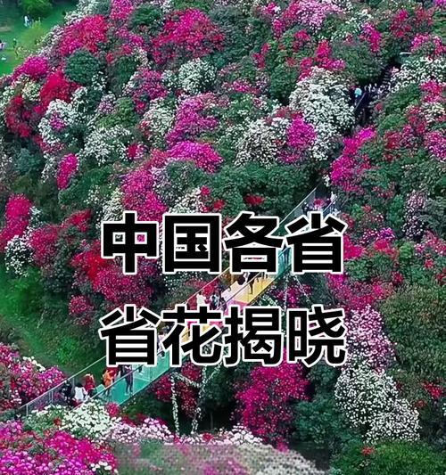 中国各省省花及其花语有哪些？