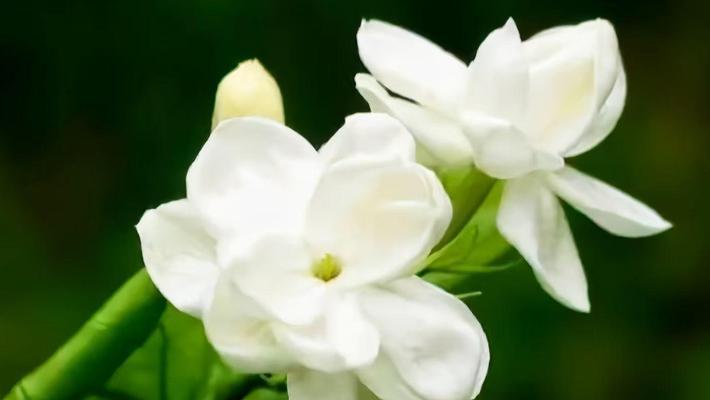中国各省省花及其花语有哪些？