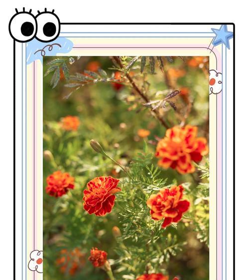 孔雀草的花语有何寓意？