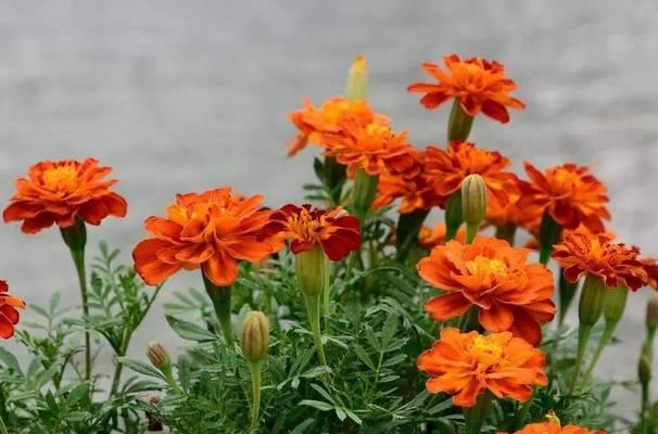孔雀草的花语有何寓意？