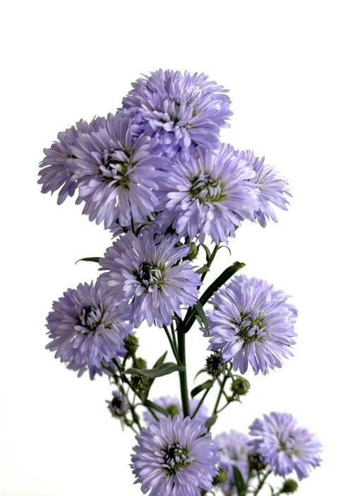 孔雀草的花语有何寓意？