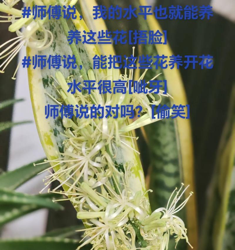 虎尾兰的花语代表了什么？