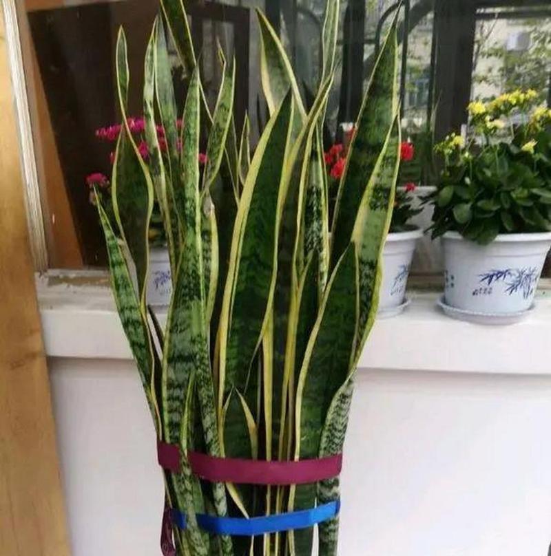 虎尾兰的花语代表了什么？