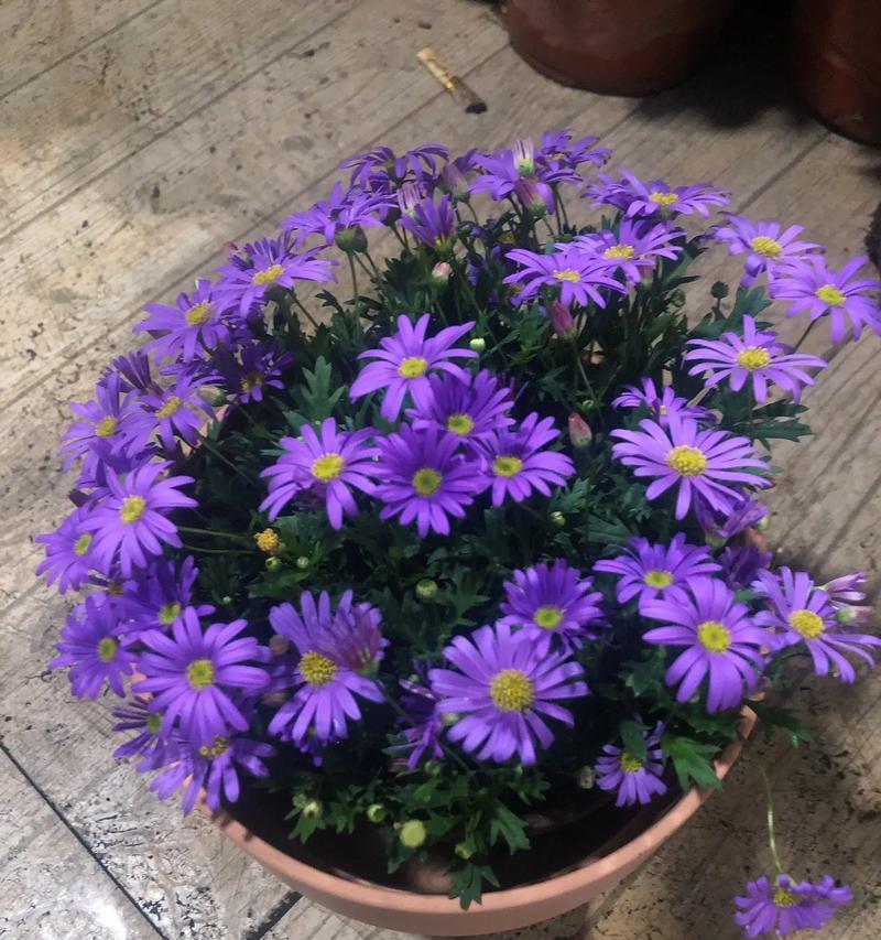 姬小菊菊的花语代表什么含义？
