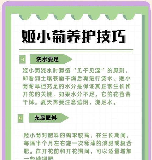 姬小菊菊的花语代表什么含义？