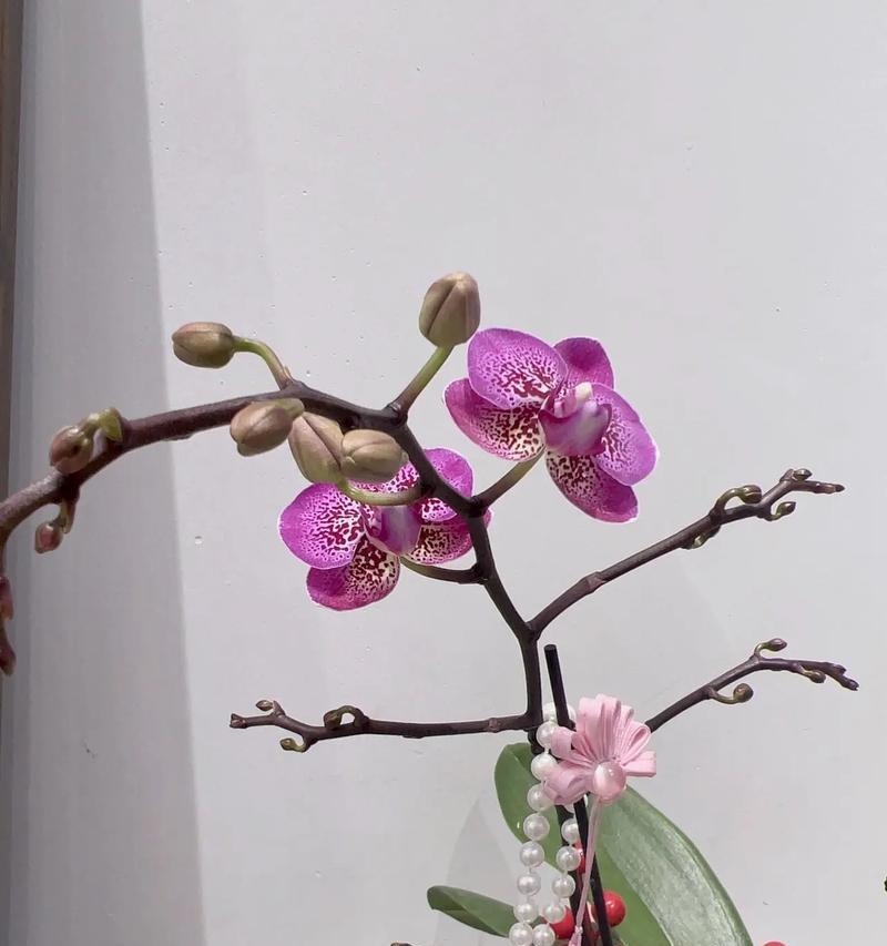 如何通过花语表达平安顺利？