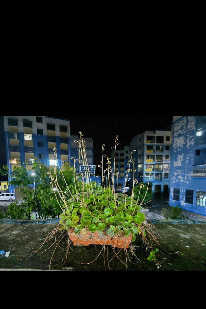 日本虎耳草的花语有何特别之处？