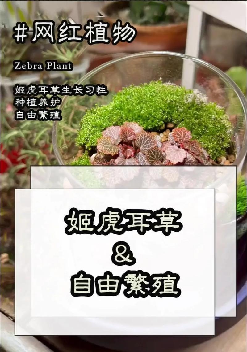 日本虎耳草的花语有何特别之处？