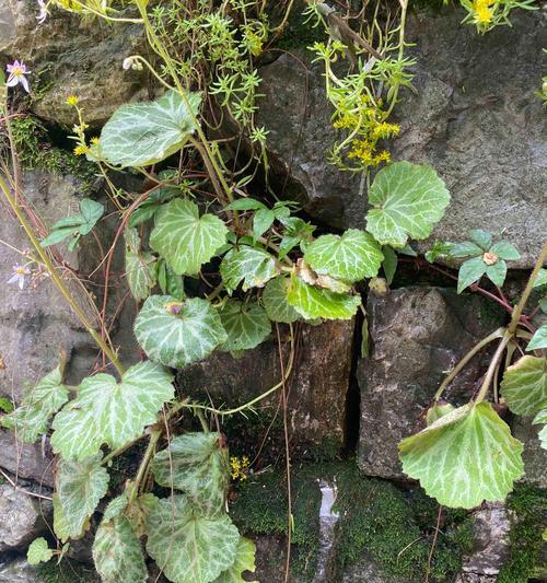 日本虎耳草的花语有何特别之处？