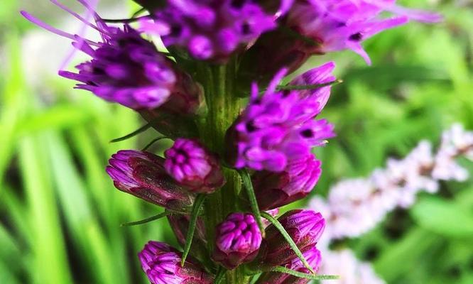 蛇鞭菊的花语和花意有何深意？