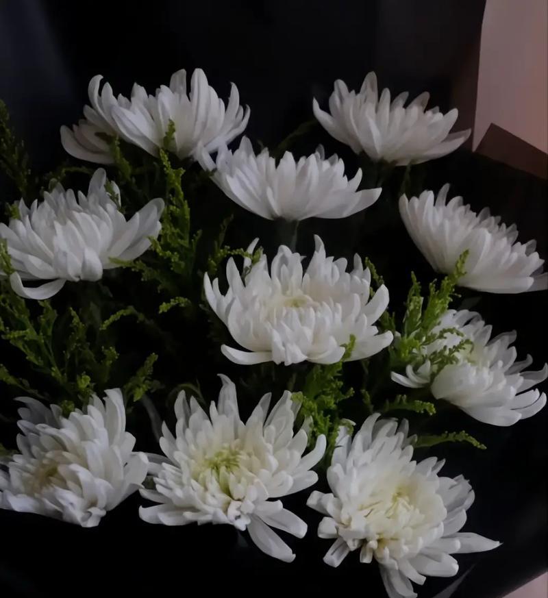 白色邹菊代表了哪些花语？