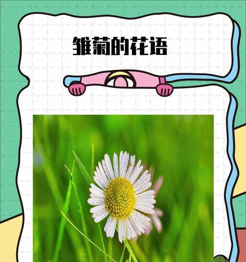 白色邹菊代表了哪些花语？