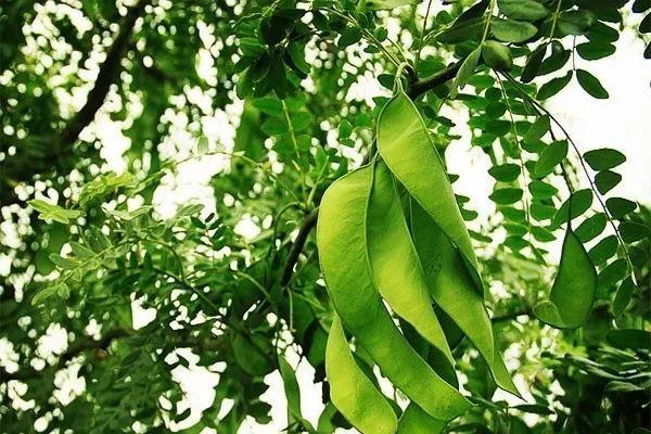 皂荚树花的花语有何象征意义？