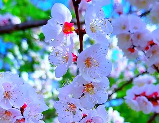 杏花的花语和象征意义有哪些？