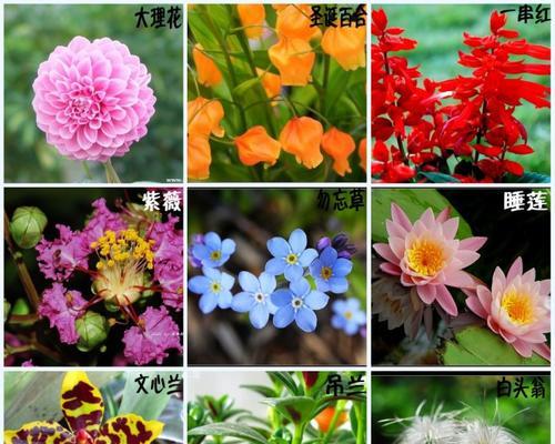 哪些花语可以表达爱国情感？