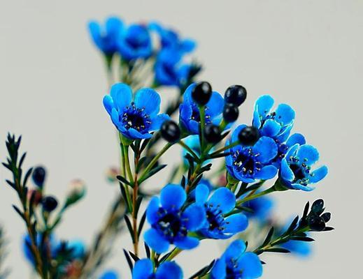 澳洲蓝腊梅的花语代表什么？