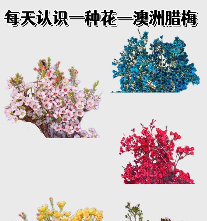 澳洲蓝腊梅的花语代表什么？