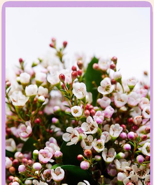 澳洲蓝腊梅的花语代表什么？