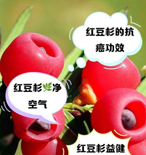 红豆杉树的花语有何寓意？