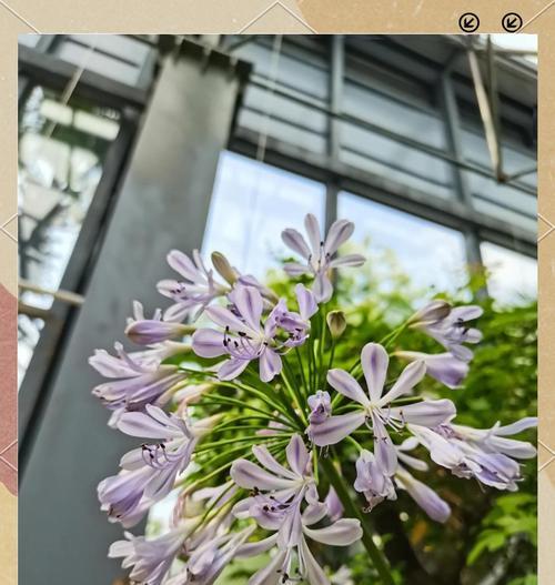 百子莲的花语美文有哪些？
