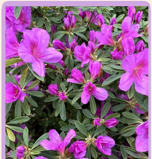 哪些花的花语代表了懂事？